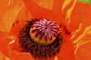 Heart of the Poppy
