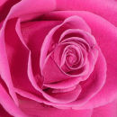 In The Pink