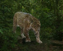 Jaguar Patrol