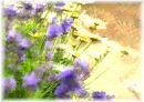 Lavender and Daisies