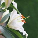Lily II 