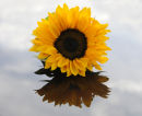 Mirror, mirror..