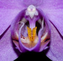 Orchid Oasis