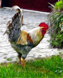 Rugged Rooster 1