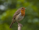 Red Red Robin