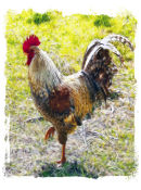 Rugged Rooster 2