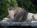 Lazy Lion
