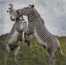 The Zebras Crossing