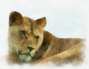 Gentle Lion