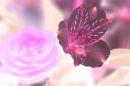Softly Floating
