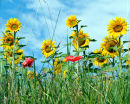Sunflower & Poppy Field