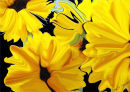 Sunflowers in Silk