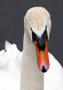 Swan