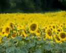 The Painted Sunflowers 