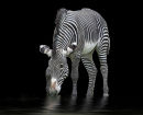 The Zebra and the Mill Pond