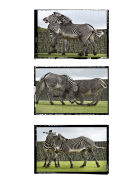Fighting Zebras Triptych