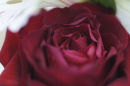 Thru' rose tinted glasses