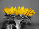 Ah, Sunflower, weary of time