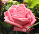 Pretty in Pink