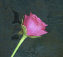 Pink rose with texture