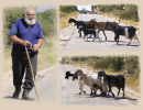 The Lonely Goatherd