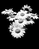 Ups-a-daisy