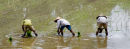 Planting Rice, Bali