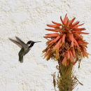 Humming bird, Mexico