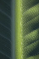 Banana leaf taken before it was moved into the greenhouse for the winter.