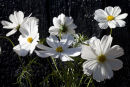 Cosmos bipinnatus Purity