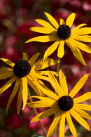 Rudbeckia fulgida