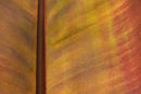 Back lit with autumn sun