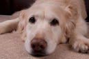 Sleepy dog