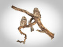 Little owl pair on twisting branch