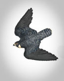 Peregrin in flight