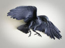 Flying Crow 2