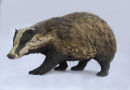 Badger