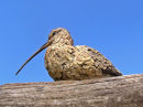 Curlew