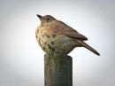 Songthrush