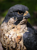 Peregrine Falcon
