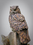 Eagle Owl