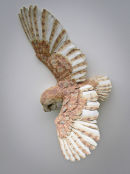 Barn Owl in Flight