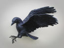 Flying Crow 1