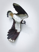 Flying Lapwing
