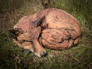 Fox Asleep
