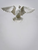 Flying Dove