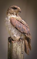 Ferruginous Hawk Full Length 