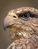 Ferruginous Hawk Head