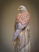 Red Kite Full Length