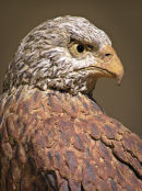 Red Kite Head